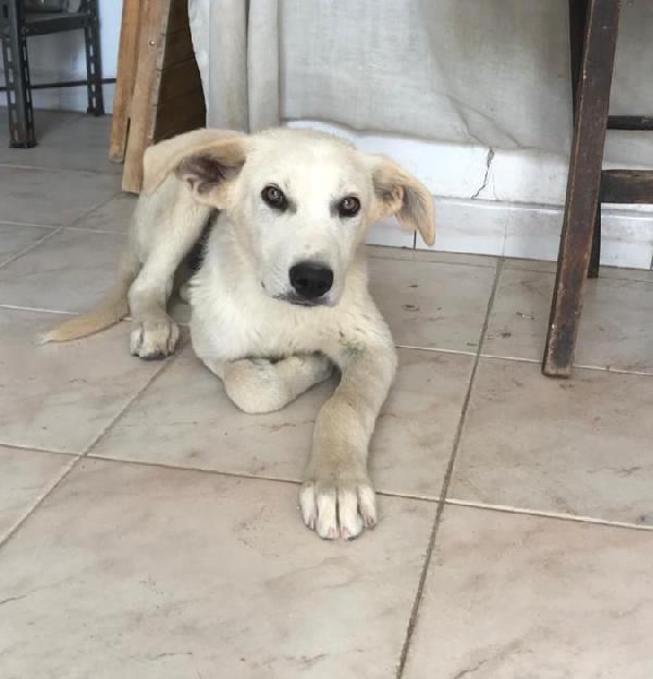 IVOO tenerissimo cagnoletto (nato a inizio 2022) Foto 2